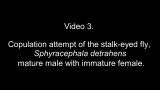 Video 3. Copulation attempt of the stalk-eyed fly, Sphyracephala detrahens: mature male with immature female.