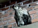 Crested Honey Buzzard rescued in Shushensky district, Russia, giving rattling call