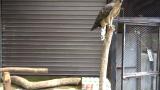Crested Honey Buzzard in Morioka Zoological Park ZOOMO giving calls