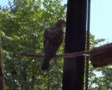 Crested Honey Buzzard in Morioka Zoological Park ZOOMO, response to playback of typical call of Crested Honey Buzzard