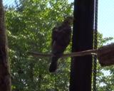 Crested Honey Buzzard in Morioka Zoological Park ZOOMO, response to playback of rattling call of the European Honey Buzzard at nest
