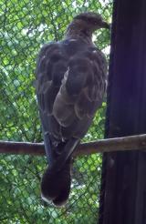 Crested Honey Buzzard in Morioka Zoological Park ZOOMO, response to playback of  rattling call of Crested Honey Buzzard in Taiwan