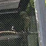 Crested Honey Buzzard in Morioka Zoological Park ZOOMO, response to playback of  typical call of Crested Honey Buzzard