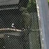 Crested Honey Buzzard in Morioka Zoological Park ZOOMO, response to playback of ratling call of European Honey Buzzard at nest