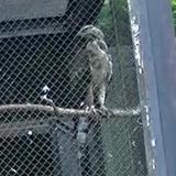 Crested Honey Buzzard in Morioka Zoological Park ZOOMO, response to playback of  rattling call of Crested Honey Buzzard in Taiwan