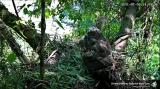 Crested Honey Buzzard in Taiwan at nest, female giving rattling call upon food delivery