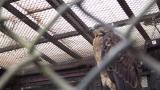 Crested Honey Buzzard in Morioka Zoological Park ZOOMO, response to playback of  typical call of Crested Honey Buzzard