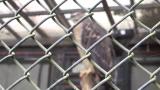 Crested Honey Buzzard in Morioka Zoological Park ZOOMO, response to playback of  rattling call of Crested Honey Buzzard in Russia