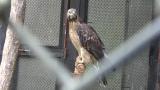 Crested Honey Buzzard in Morioka Zoological Park ZOOMO, response to playback of  rattling call of Crested Honey Buzzard in Taiwan