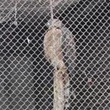 Crested Honey Buzzard in Morioka Zoological Park ZOOMO, response to playback of  typical call of Crested Honey Buzzard