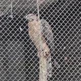 Crested Honey Buzzard in Morioka Zoological Park ZOOMO, response to playback of  rattling call of Crested Honey Buzzard in Russia