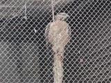 Crested Honey Buzzard in Morioka Zoological Park ZOOMO, response to playback of  rattling call of European Honey Buzzard at nest