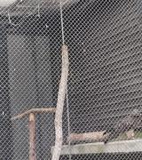 Crested Honey Buzzard in Morioka Zoological Park ZOOMO, response to playback of  rattling call of Crested Honey Buzzard in Taiwan
