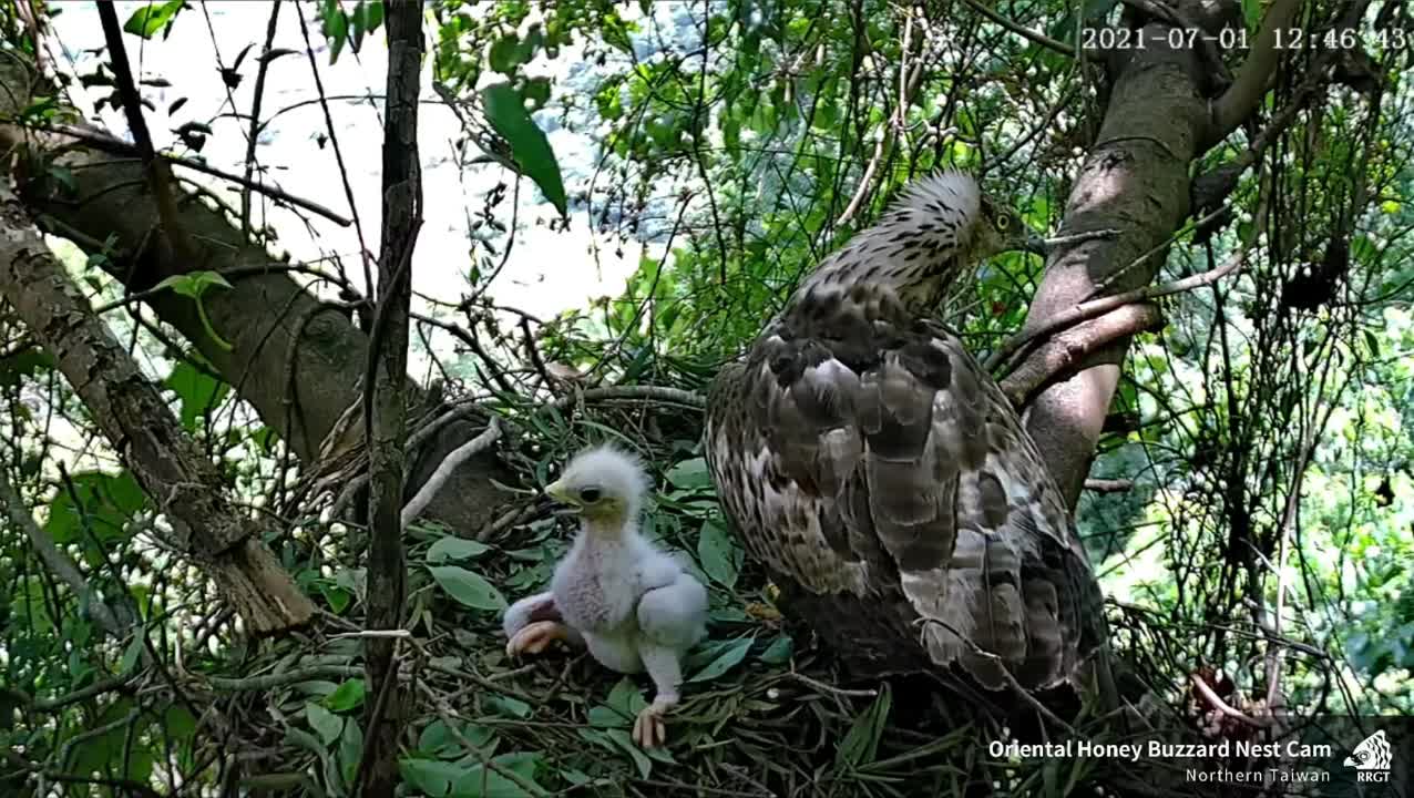 Crested Honey Buzzard in Taiwan at nest, giving rattling calls when macaques approached
