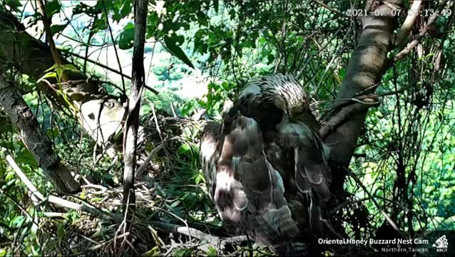 Crested Honey Buzzard in Taiwan at nest, issuing rattling calls when macaques approached