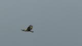 Hovering of a Rough-legged Buzzard