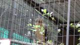 Crested Honey Buzzard in Himeji City Zoo, reaction to a crow
