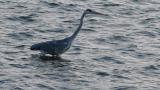 Foraging Grey Heron