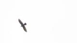 Soaring and flapping Grey-faced Buzzard on migration