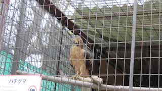 Crested Honey Buzzard in Himeji City Zoo, response to playbacks of various types of calls of Crested Honey Buzzards