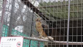 Crested Honey Buzzard in Himeji City Zoo, response to playbacks of various types of calls of Crested Honey Buzzards