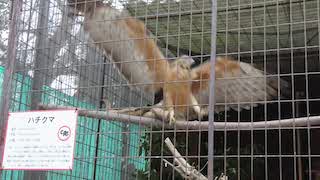 Crested Honey Buzzard in Himeji City Zoo, response to playbacks of various types of calls of Crested Honey Buzzards
