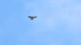 Soaring Crested Honey Buzzard on migration