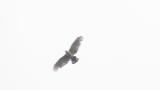 Soaring Crested Honey Buzzard on migration