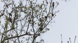 Foraging Eurasian Siskins