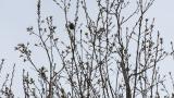 Foraging Eurasian Siskin