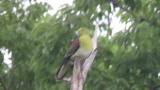 Perched White-bellied Green Pigeon