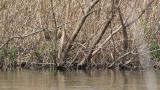 Eurasian bittern