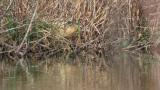Eurasian bittern