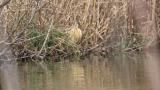 Eurasian bittern