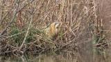 Eurasian bittern