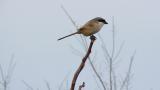 Long-tailed Shrike perched on a bare twig