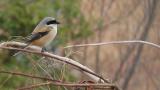 Long-tailed Shrike perched on a bare twig and took flight