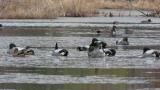 Falcated Ducks in the wintering ground