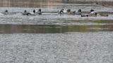 Falcated Ducks in the wintering ground