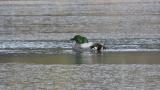 Falcated Ducks in the wintering ground