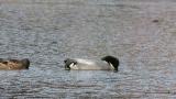 Foraging Falcated Ducks in the wintering ground