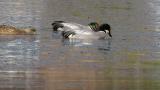 Foraging Falcated Ducks in the wintering ground