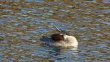 Common Merganser, preening