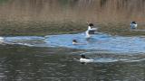 Common Mergansers, wing flapping, scratching