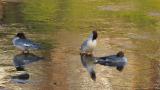 Common Mergansers, resting and preening