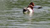 Foraging Red-crested Pochard