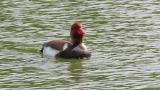 Foraging Red-crested Pochard