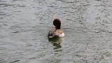Red-crested Pochard, preening and head scratch