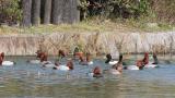 Red-crested Pochard caught bread from a person