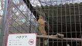 Crested Honey Buzzard in Himeji City Zoo, gaped